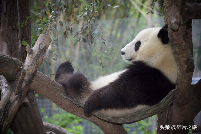 成都熊猫基地旅游攻略