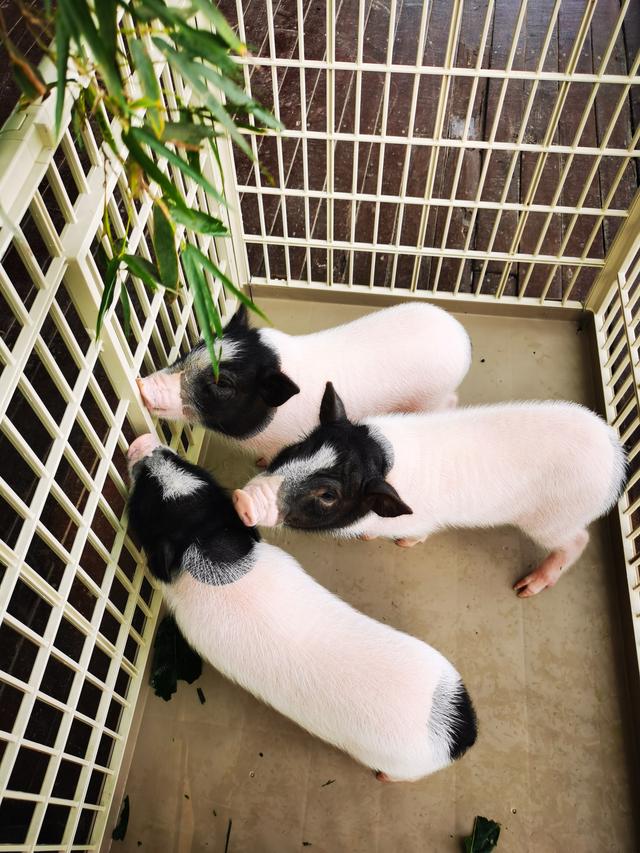 广西巴马香猪原种场