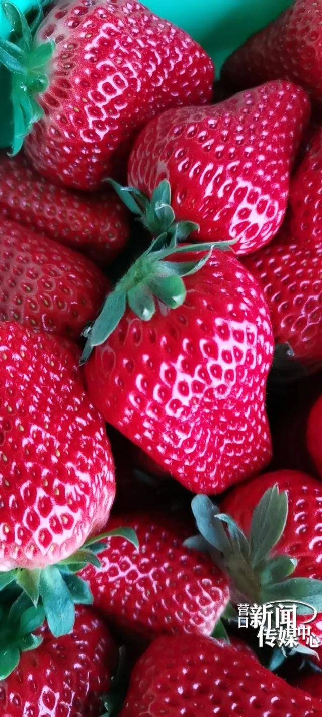 离我最近的草莓采摘园