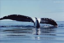 弓头鲸,弓头鲸能活多少岁