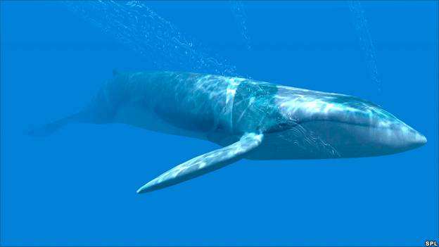 弓头鲸,弓头鲸能活多少岁