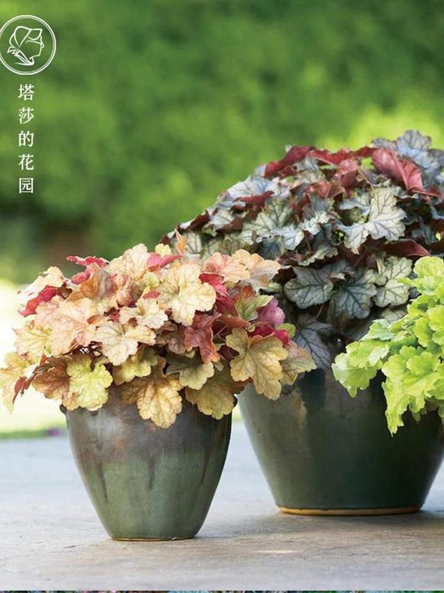 重庆网上花店