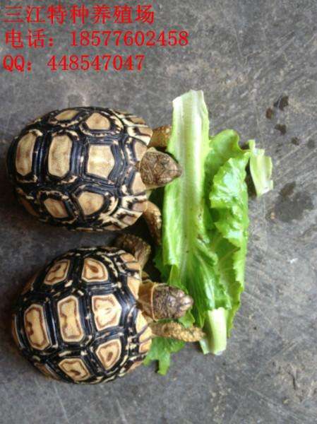 2015豹纹龟价格,乌龟的品种图片和价格