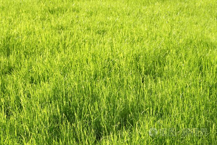 绿色草坪-第一ppt网官网