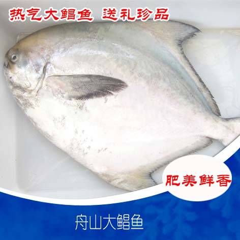 鲳鳊鱼-东海鲳鱼营养