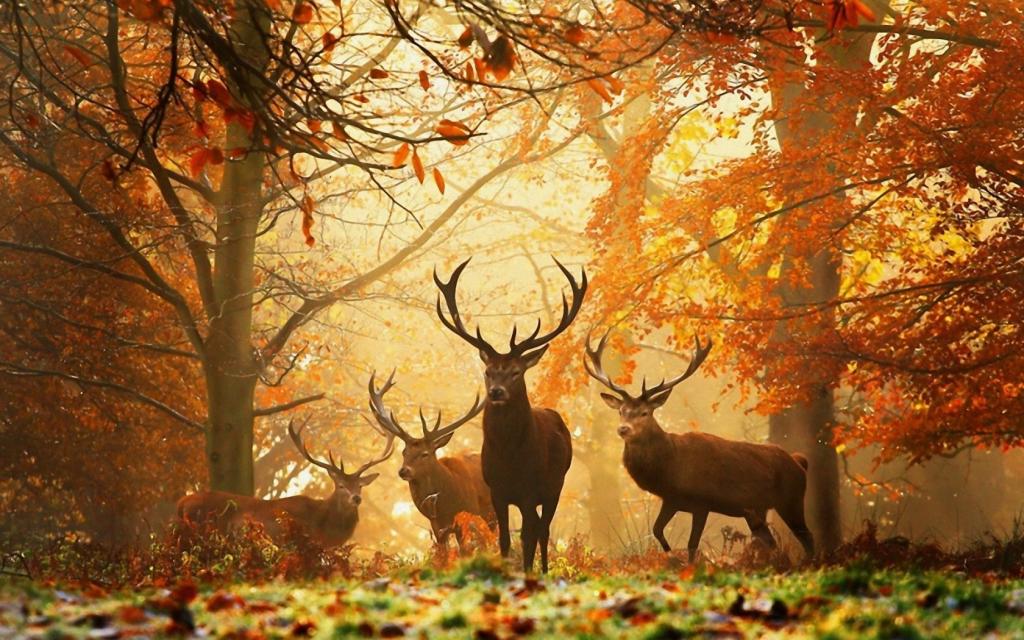 秋天的动物-秋天的动物图片