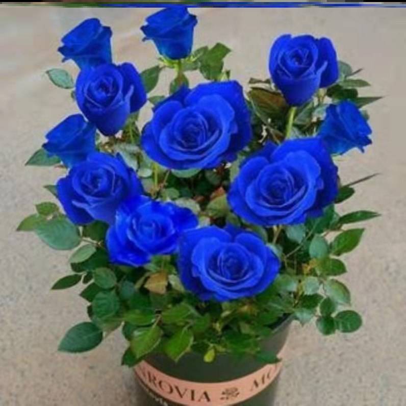 蓝玫瑰花多少钱,蓝玫瑰多少钱一朵